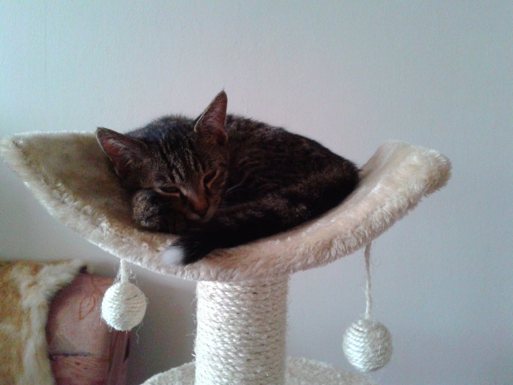 14589601_686040208227252_7481391081862009292_o