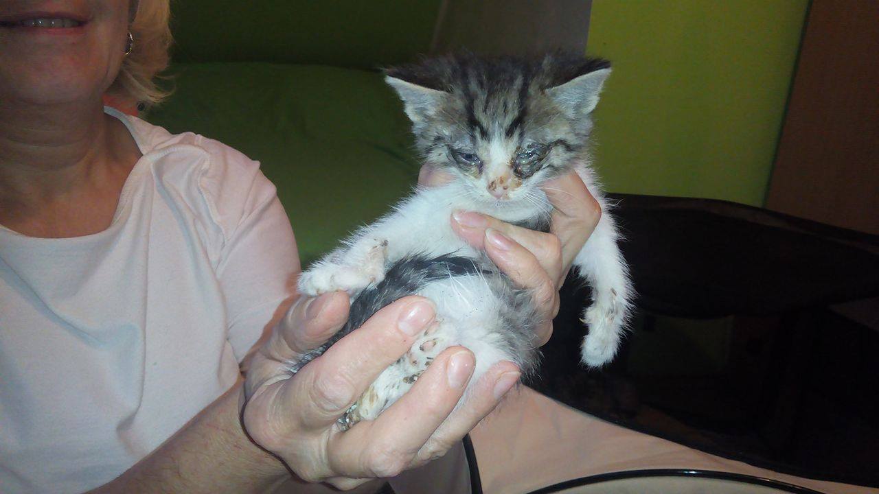 14589622_690805427750730_7022929624368386628_o