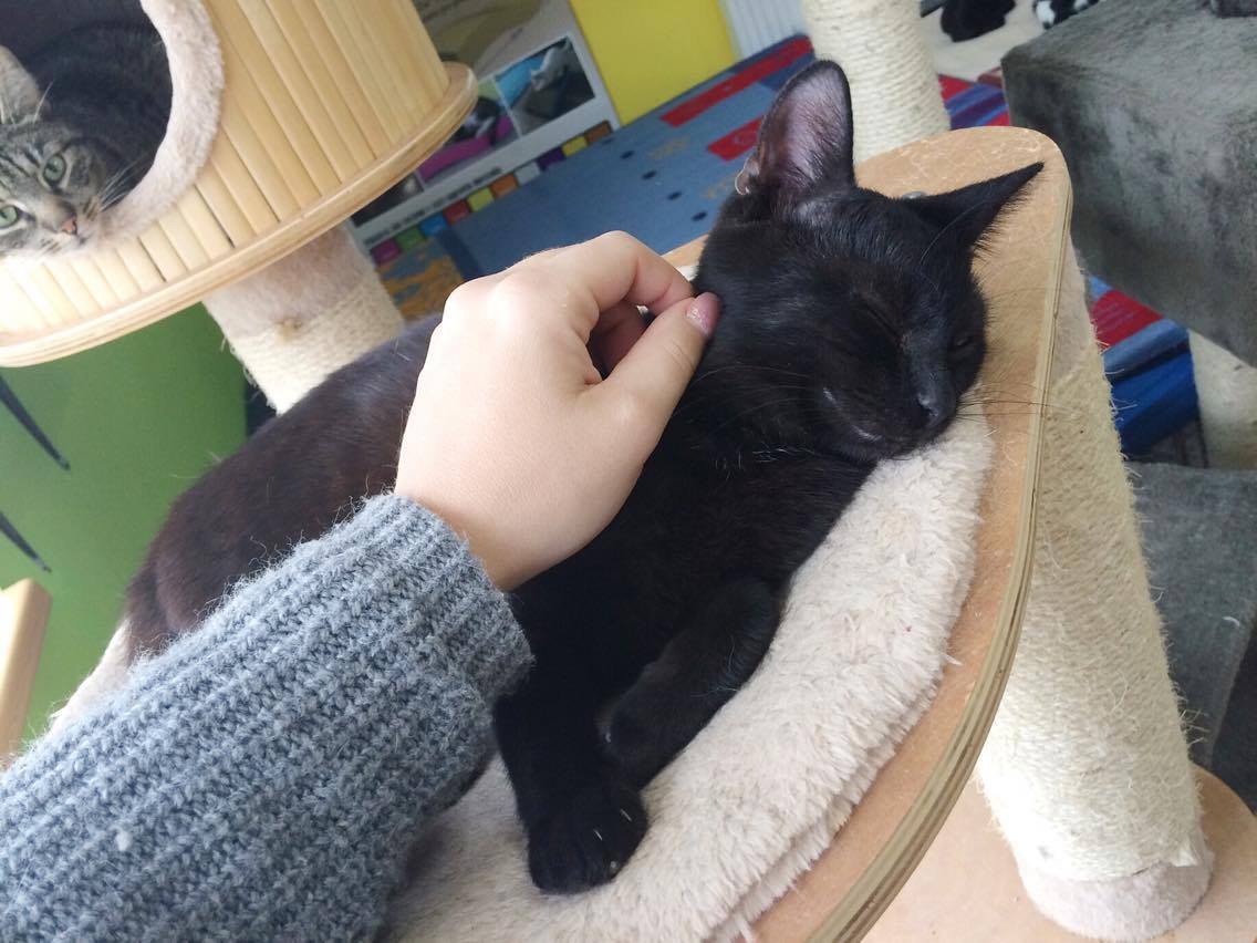 14589768_688092231355383_5027682058426221473_o