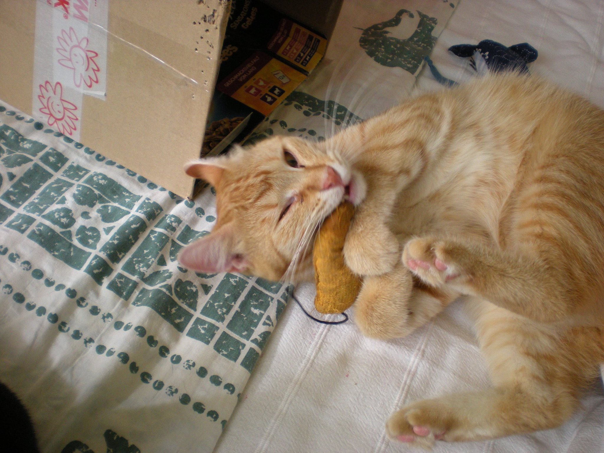 14589781_685440618287211_8578910293189088981_o