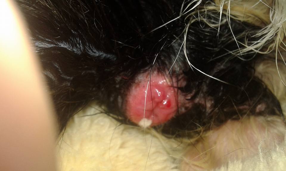 14590519_690814091083197_8432871899528302294_n