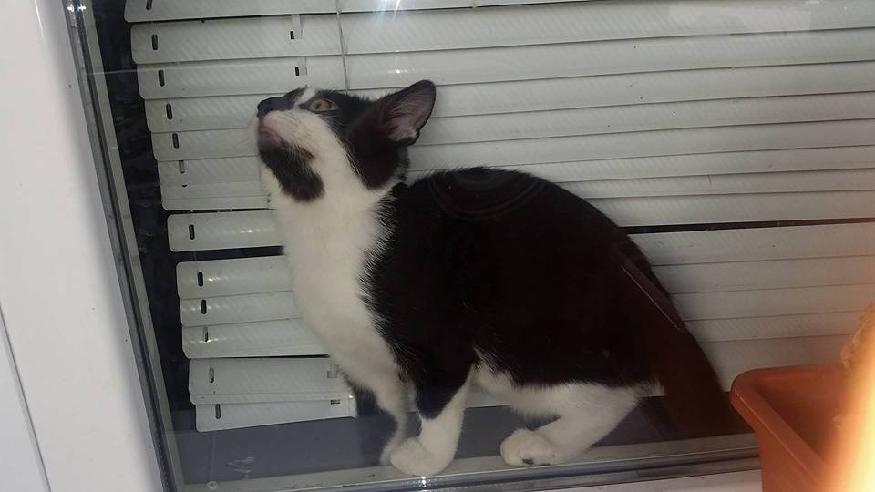 14591648_688301961334410_4702956216354472917_n