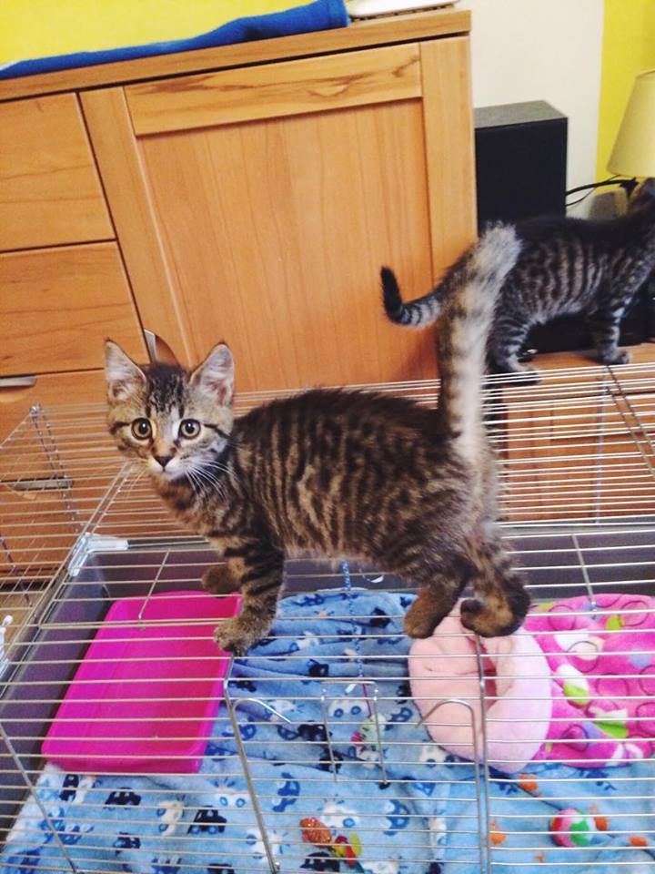 14591697_692584000906206_53047317724173734_n