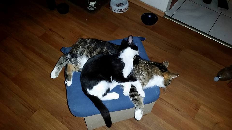 14591818_688301938001079_1476382431334762493_n