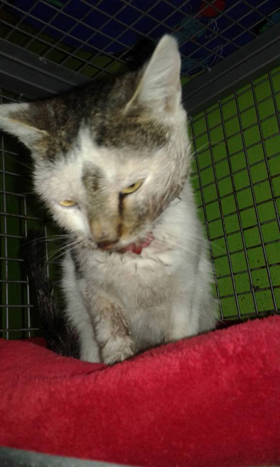 14591834_686768598154413_7910817377194869740_n