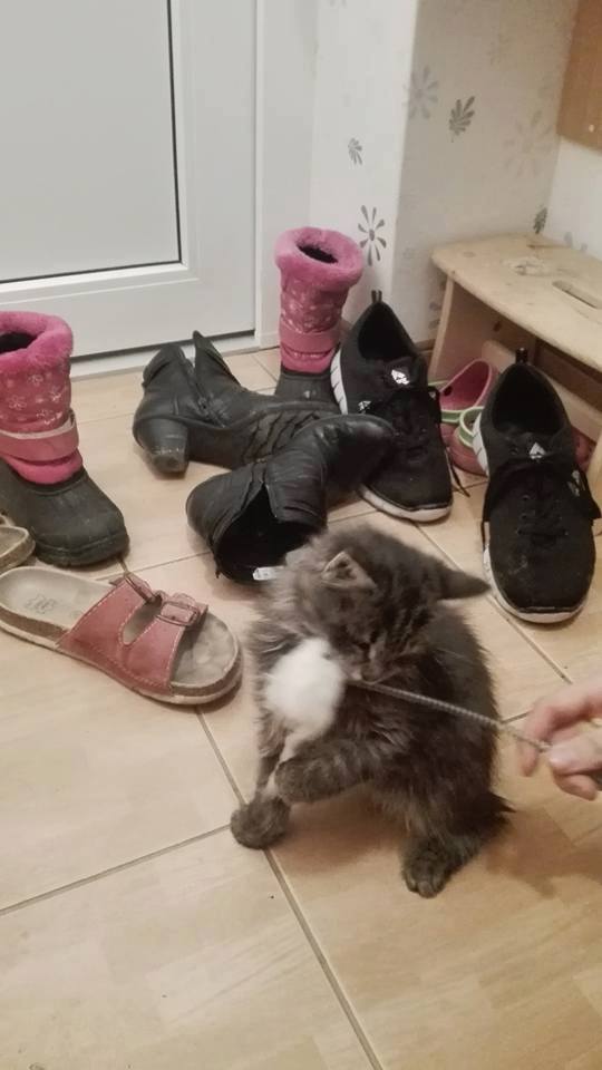 14595794_698247240339882_8952009407152953493_n