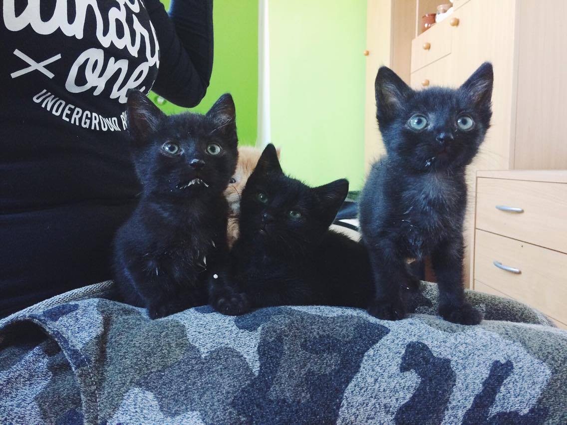 14599887_10202217340431026_117556350_o