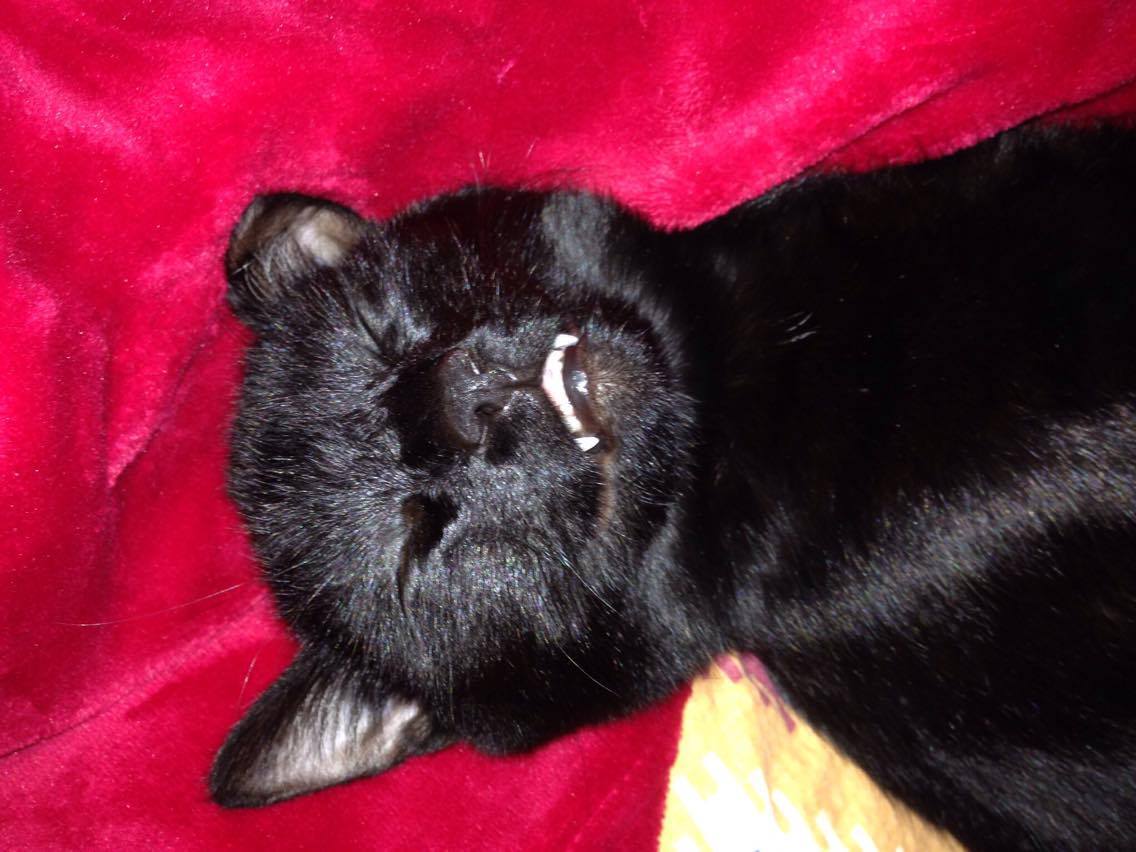 14600584_997279103728846_1178633088_o