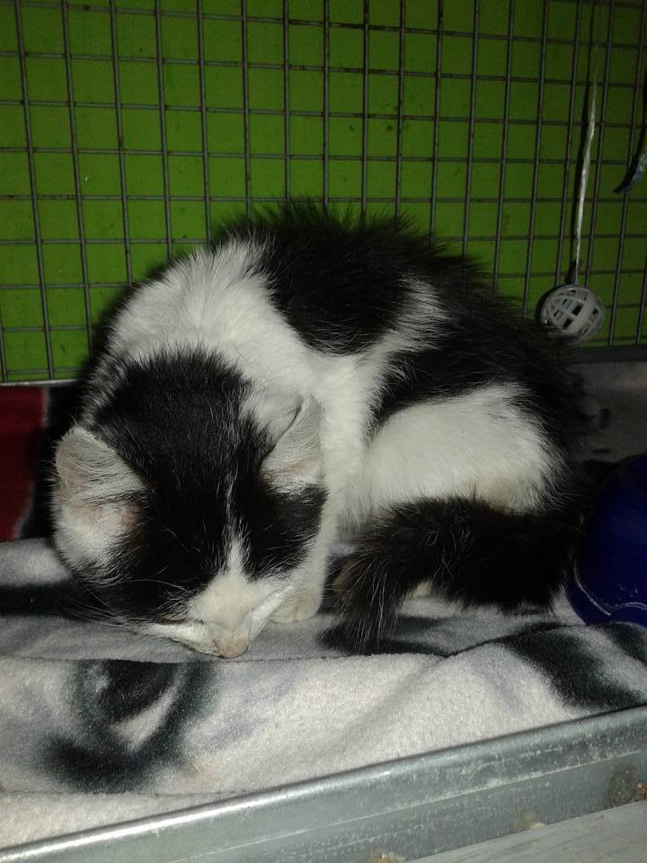 14600833_697057660458840_3945227338266722899_n