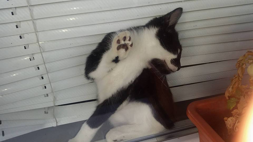 14600836_688301994667740_4284955364151638291_n