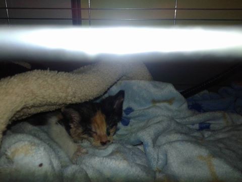 14600851_697056937125579_5700625461055097720_n