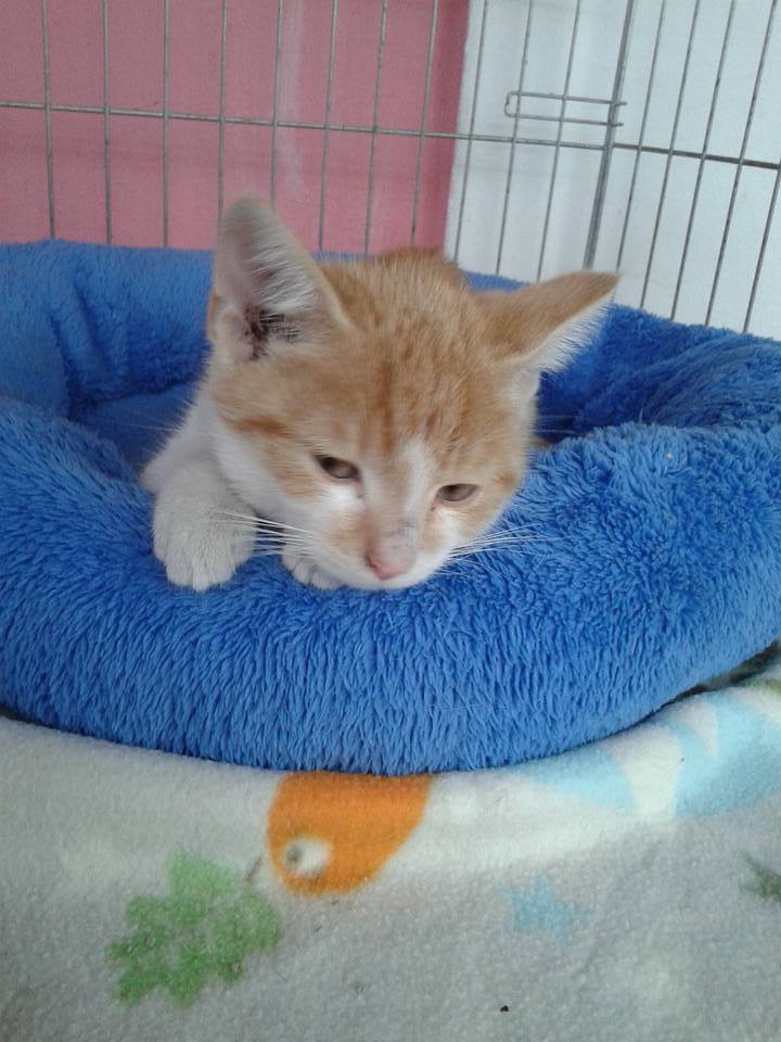 14601026_697900547041218_6362240749245571755_n