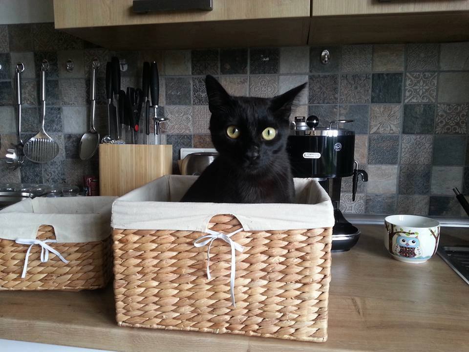 14606296_688084351356171_5926234066836118625_n