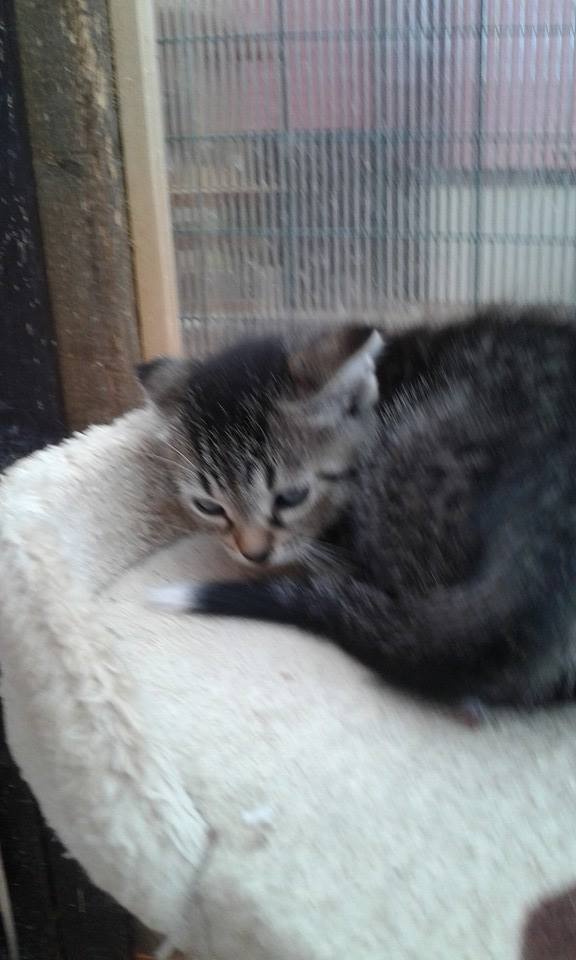 14606472_689444491220157_3057251916907176249_n