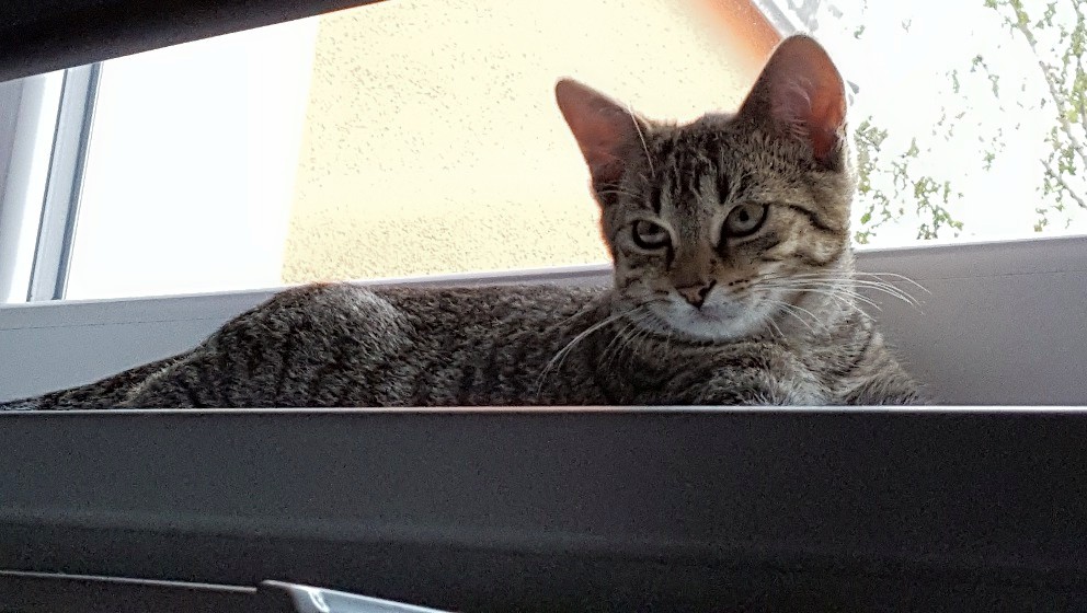 14608653_686688311495775_4534961324504119551_o