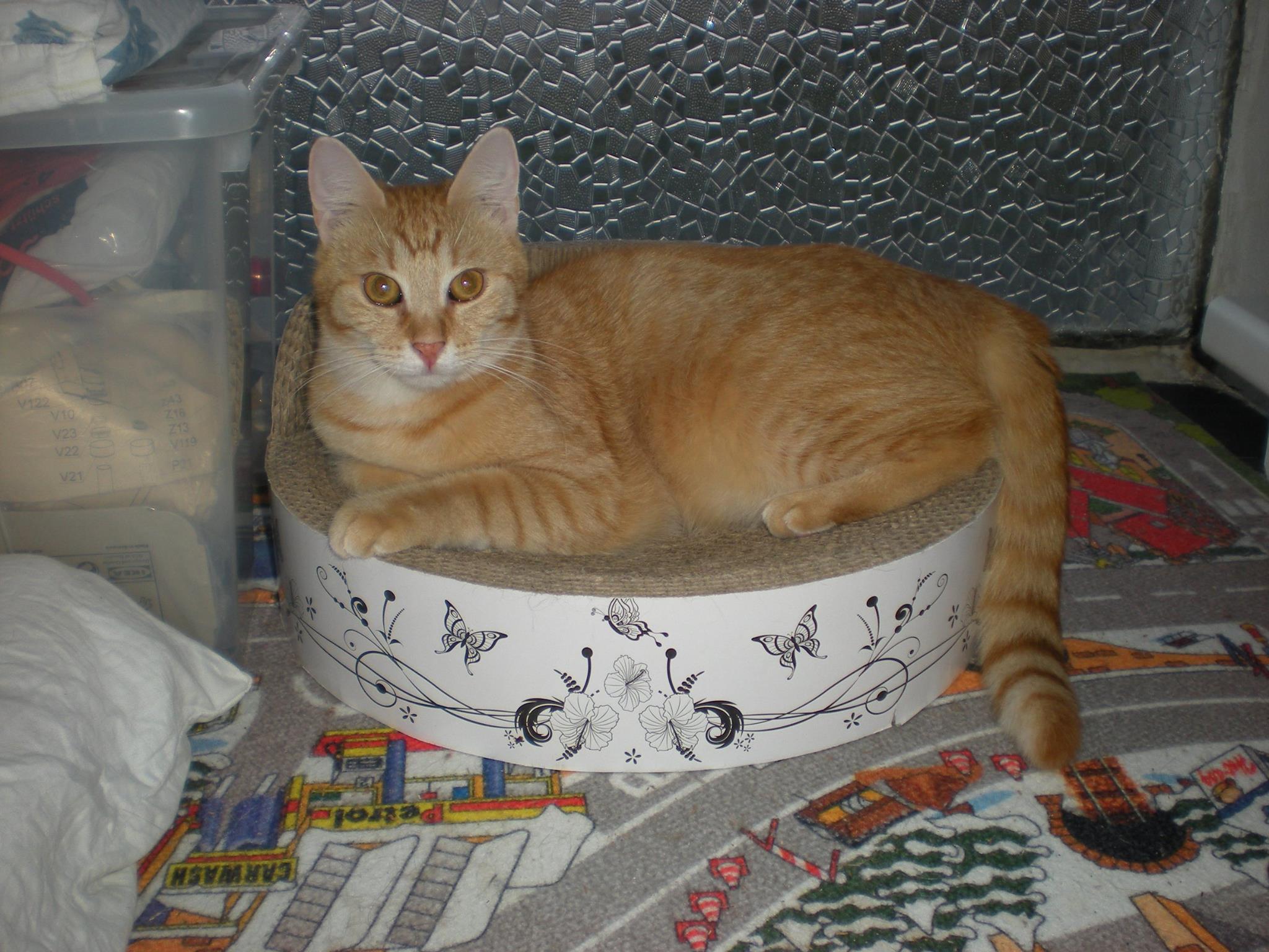 14608756_685440741620532_938405244017541058_o