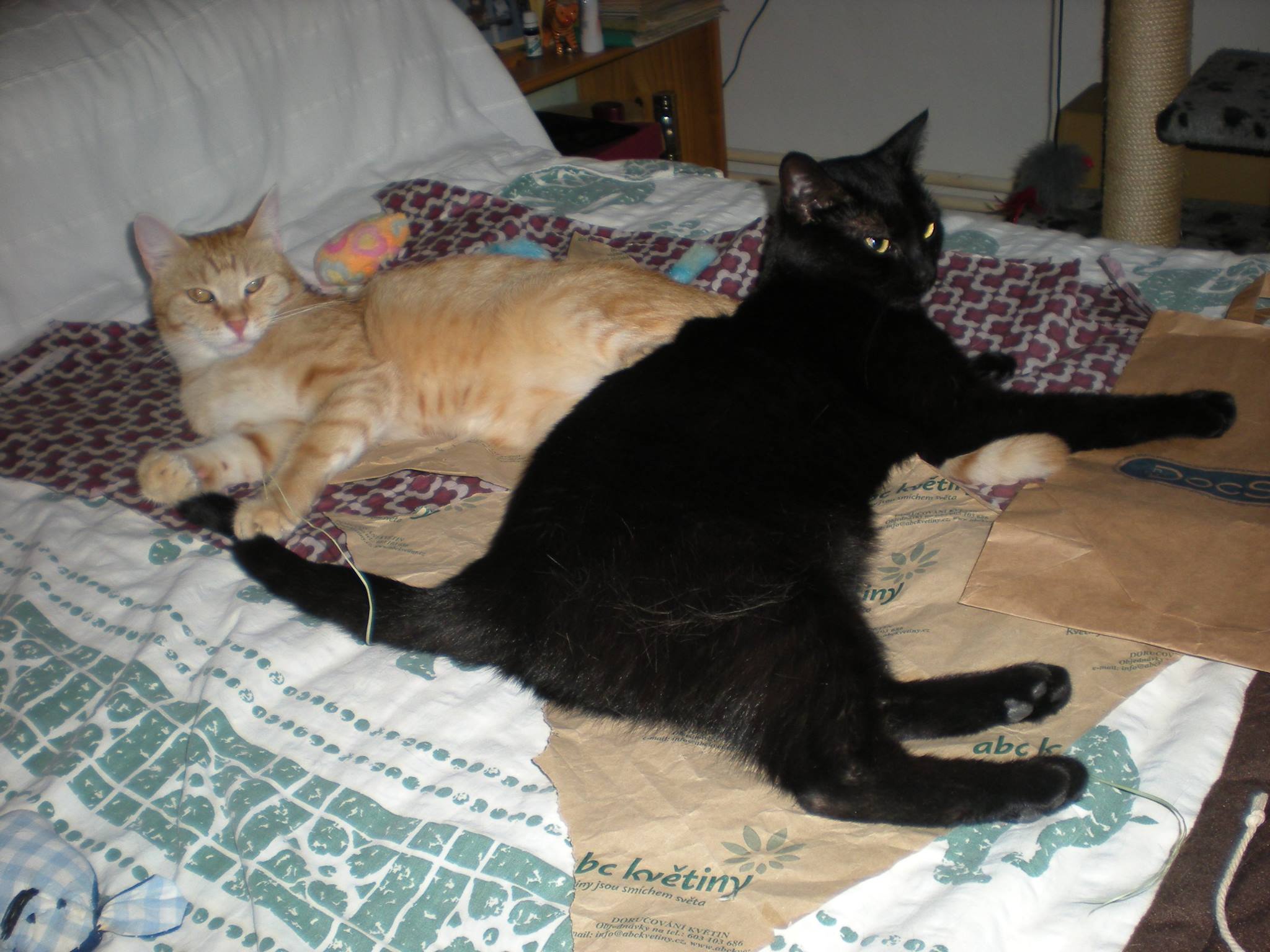 14608869_685440901620516_2490447604069782567_o