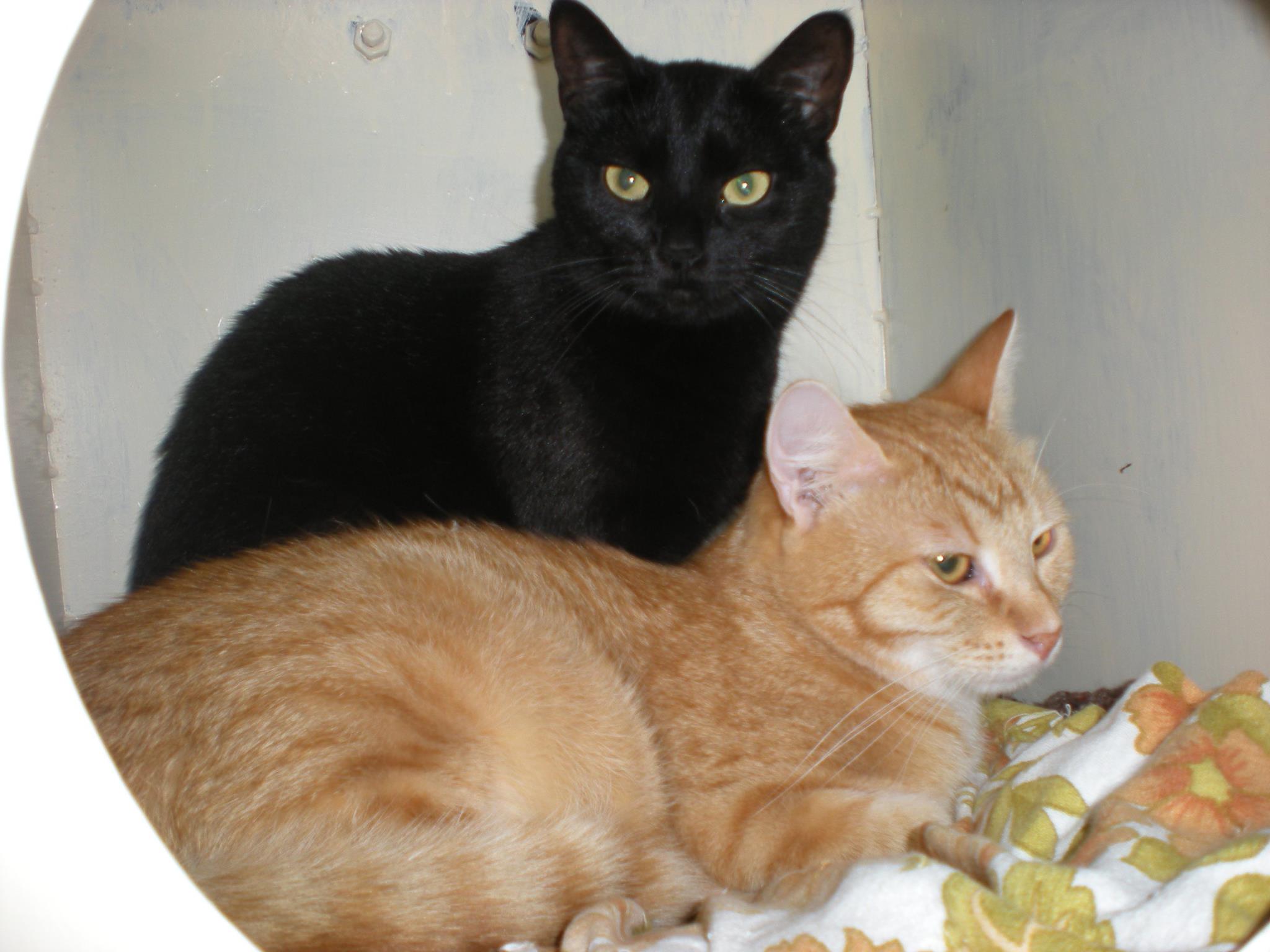 14608906_685440621620544_7890554944852505192_o