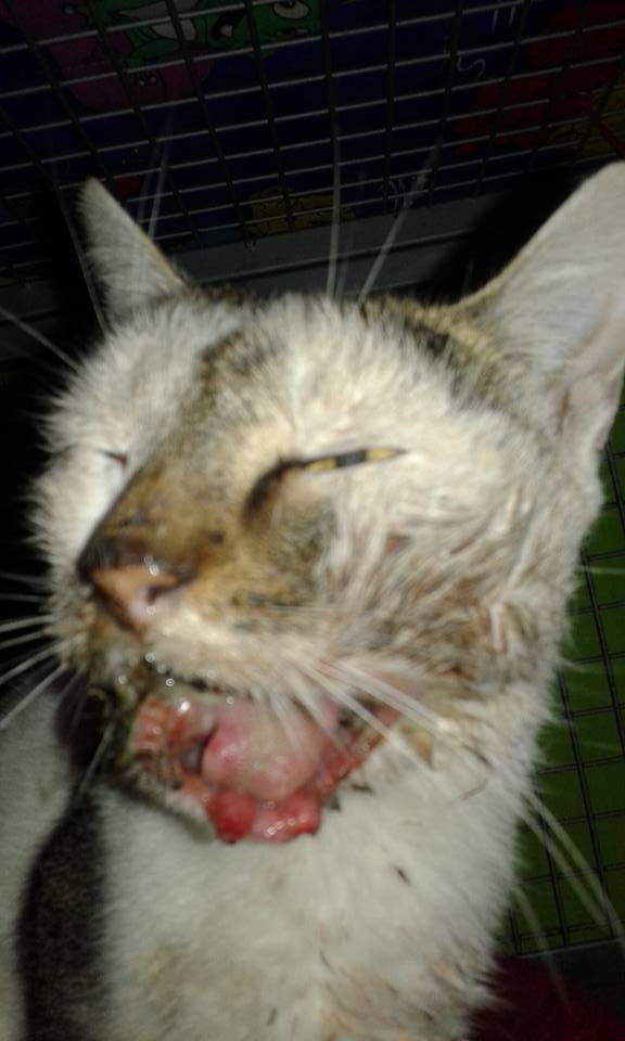 14610981_686768718154401_8231103135736927566_n