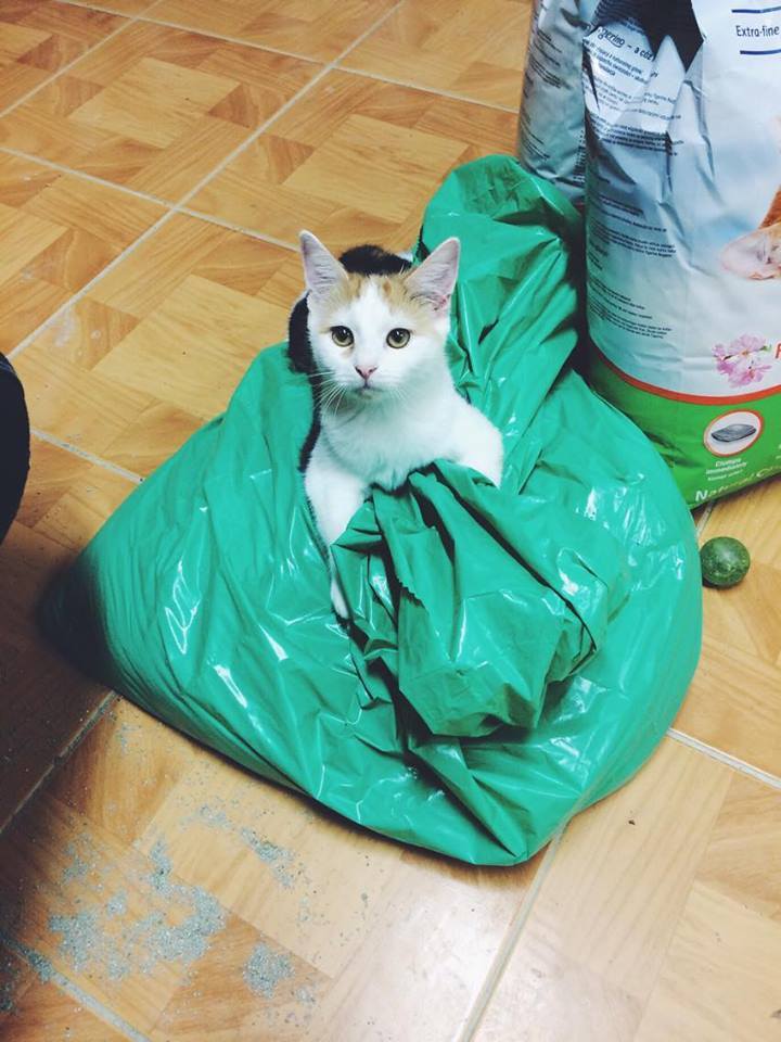 14610982_692583750906231_7896218255575729705_n