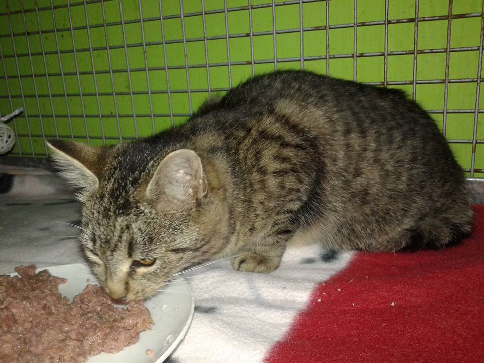 14611015_697057310458875_4386312639899577677_n