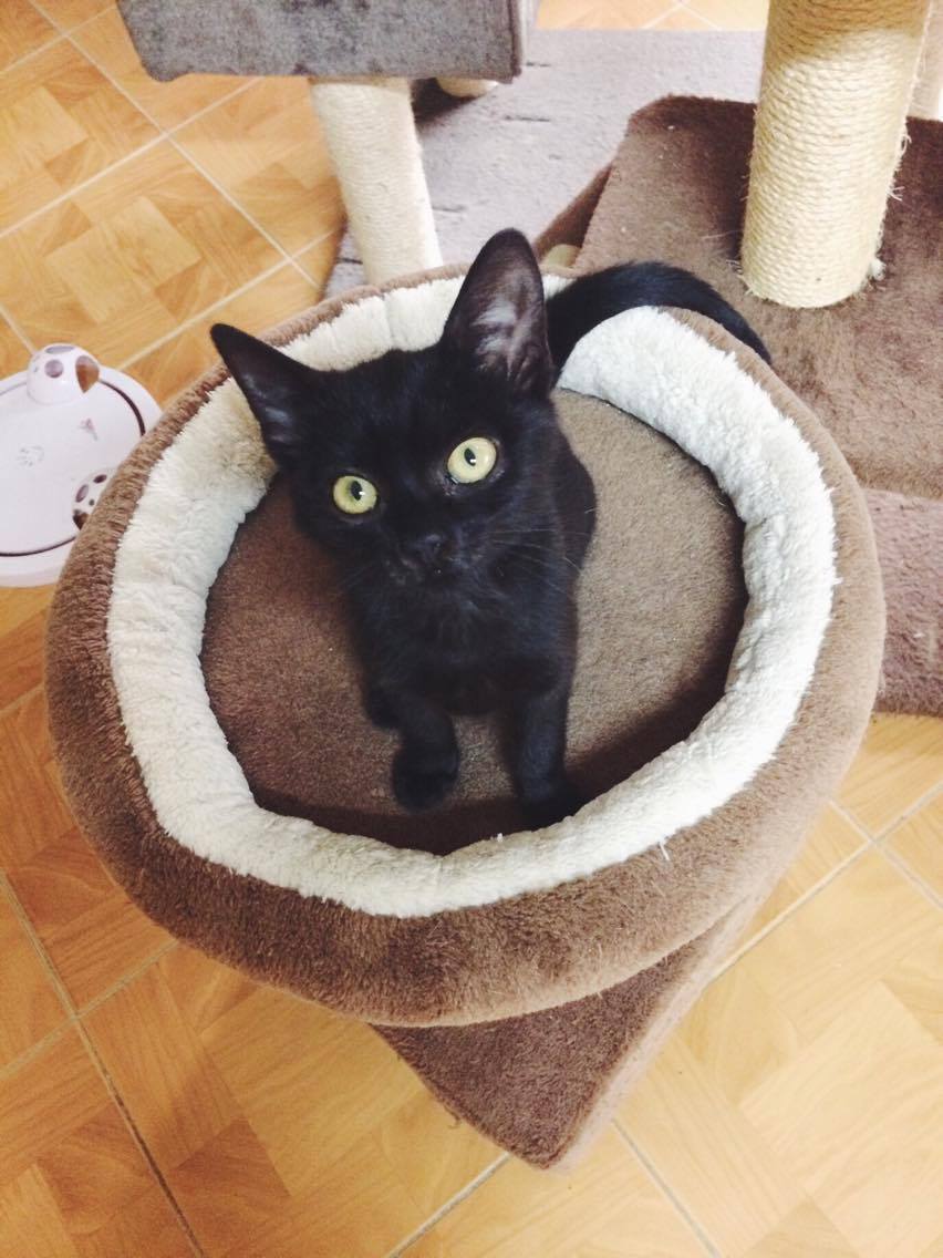 14612416_688092328022040_6924690193049925754_o