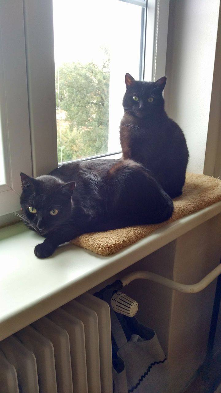 14612475_688084411356165_7786522283516126898_o