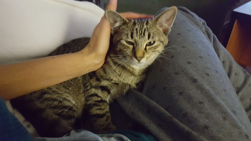 14615769_686688361495770_3040168348928071838_o