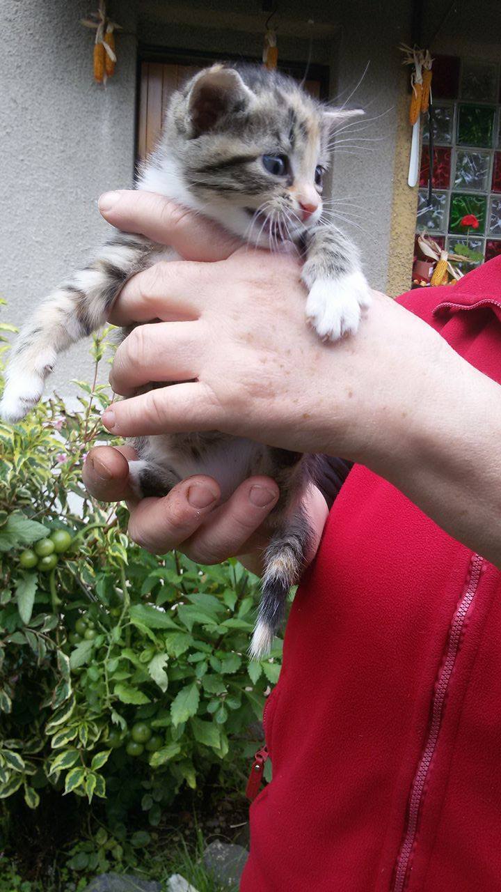 14618640_1437497519598677_226165626_o