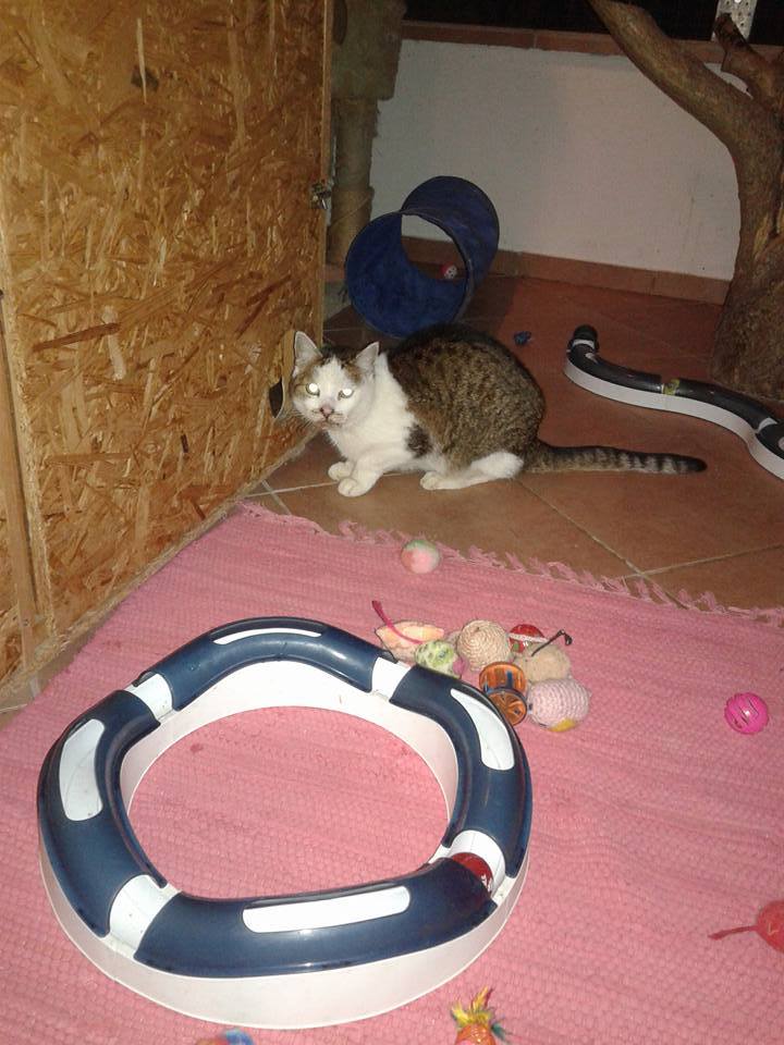 14632808_697056490458957_7017877253012476271_n