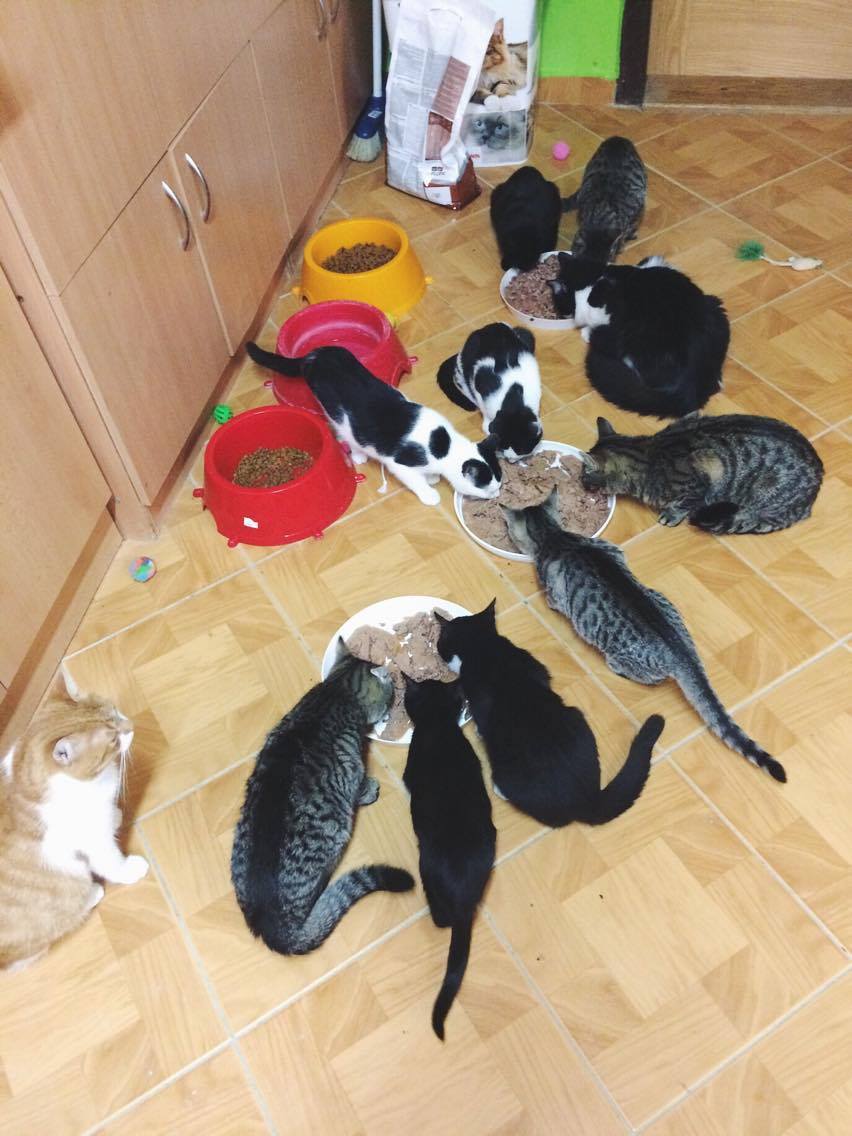 14633278_688092224688717_1773290281689274665_o