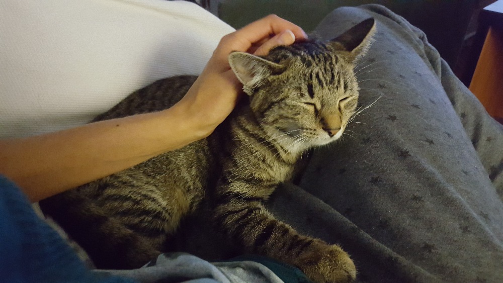 14633389_686688371495769_1930797873035289910_o