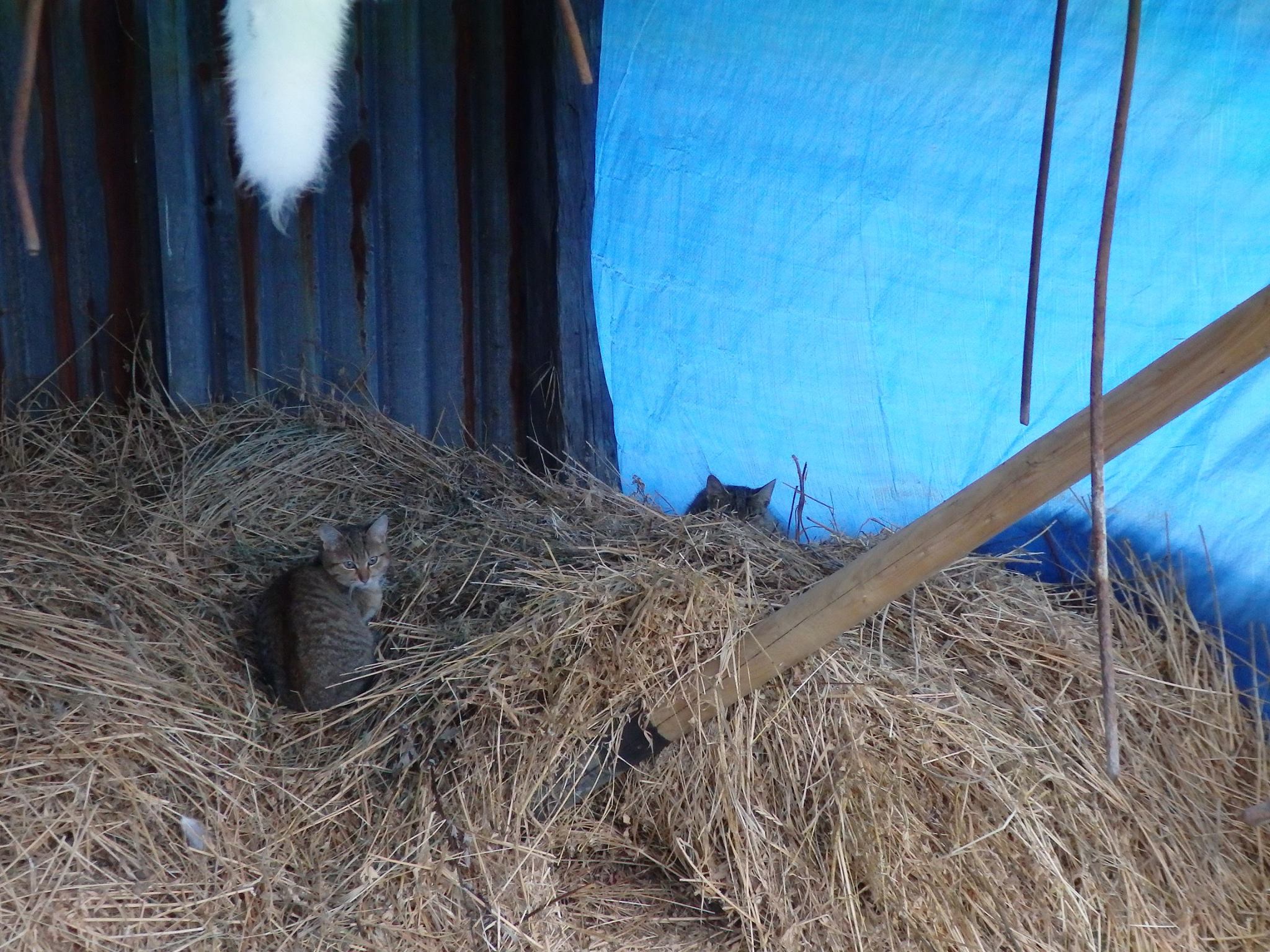 14633514_689568191207787_4184784589656869517_o