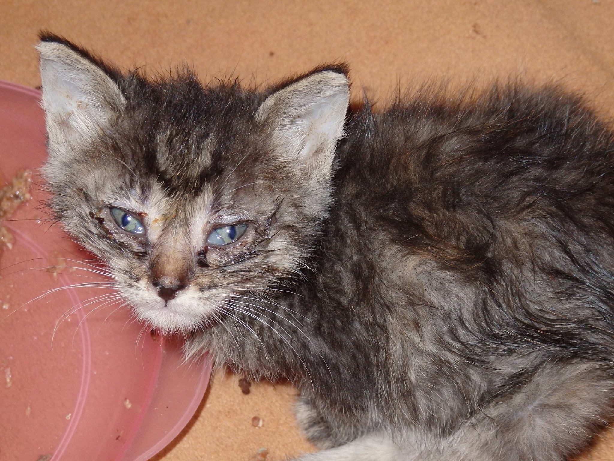 14633583_690818387749434_611429613980388846_o