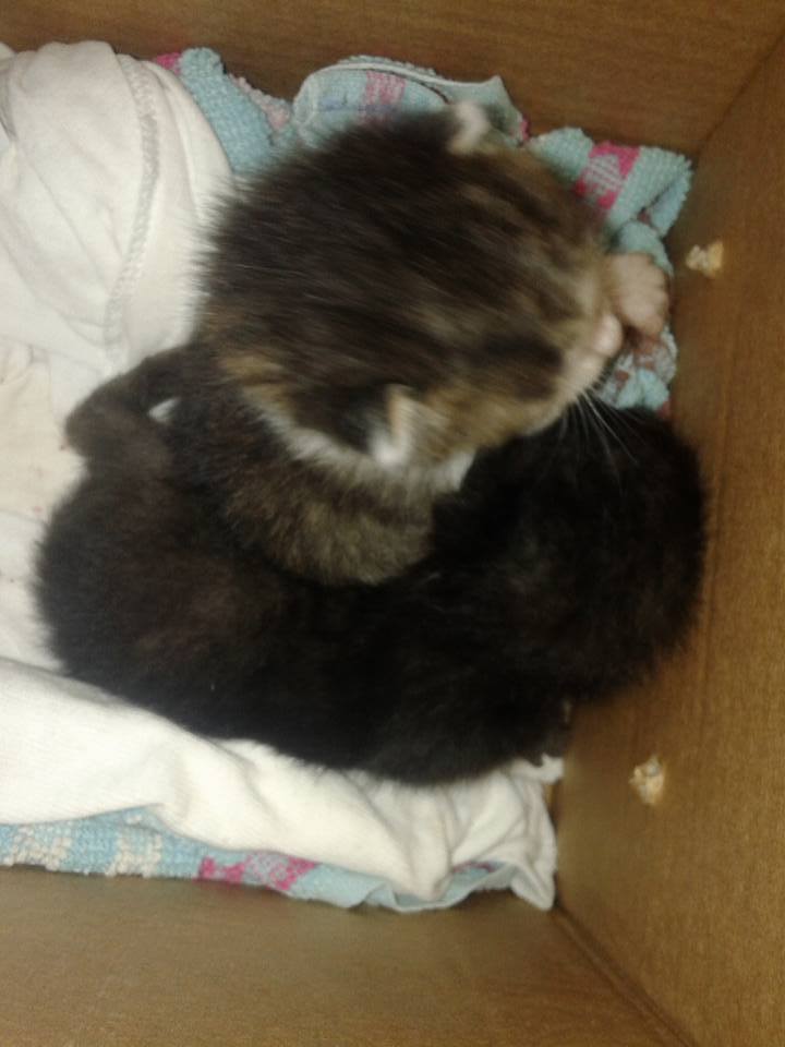 14639580_692585464239393_2501530421590623022_n