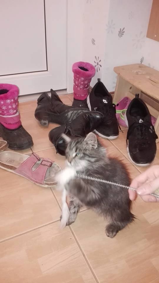 14639640_698247257006547_1944872621811444401_n