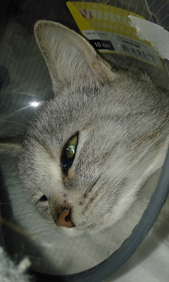 14641914_691947564303183_5986747938366511044_n