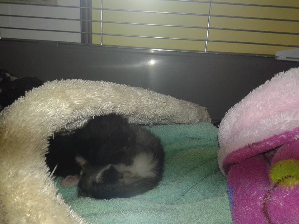 14641927_693545617476711_1319159865516184865_n