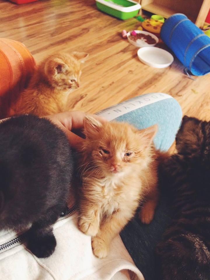 14642047_692583617572911_1092909576960808874_n