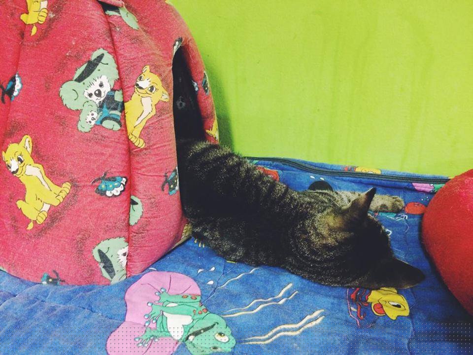 14642343_692584080906198_6065359143804379183_n