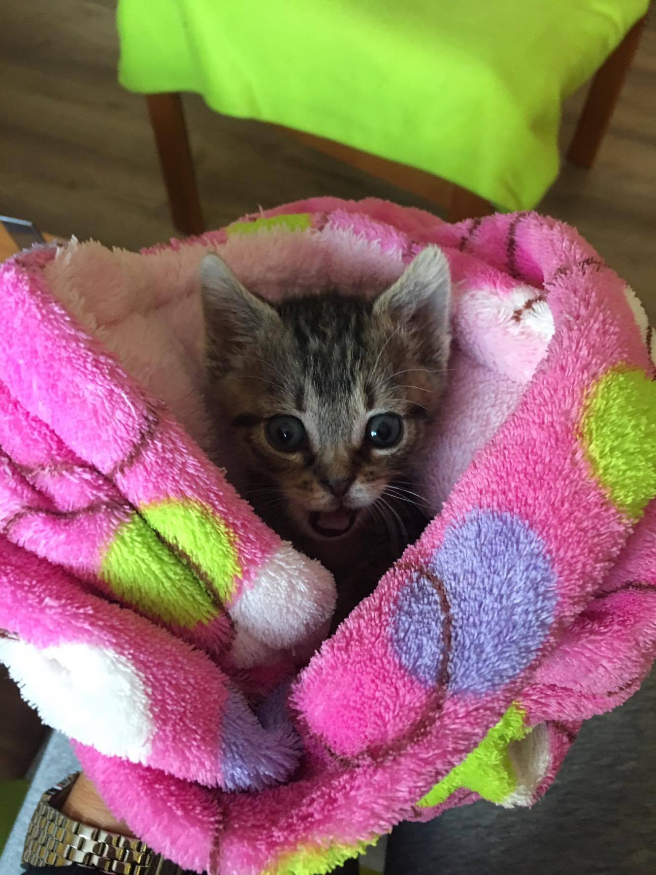 14646655_10205916419709978_1220205886_o