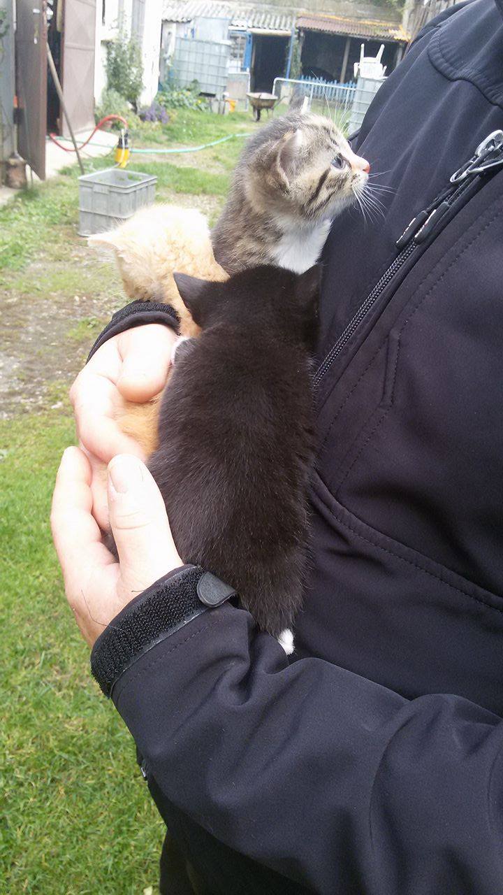 14646691_1437497066265389_1633899321_o