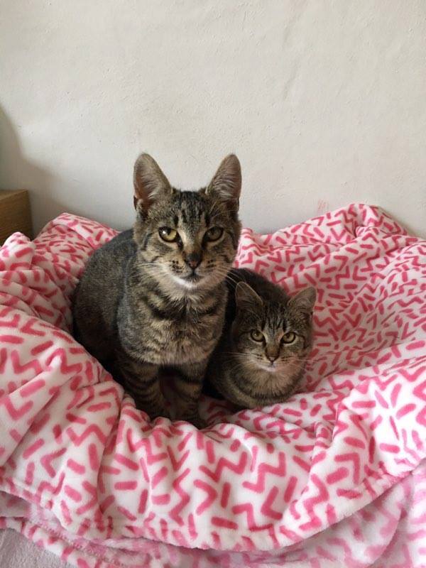 14650305_697098643788075_2078619515707505992_n