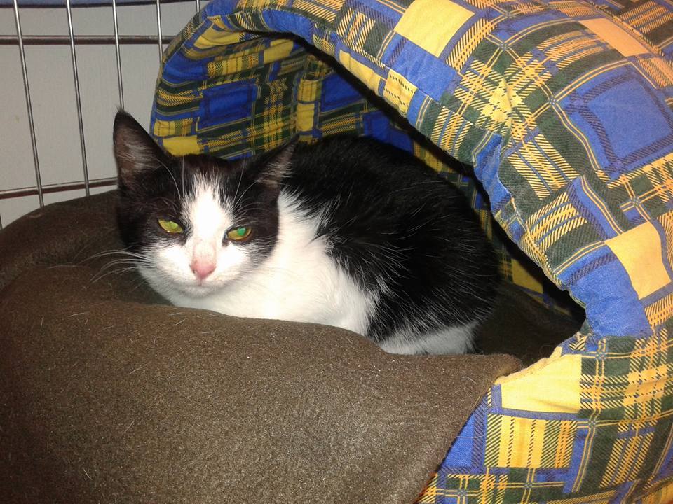 14650566_693600944137845_3491830761370729028_n