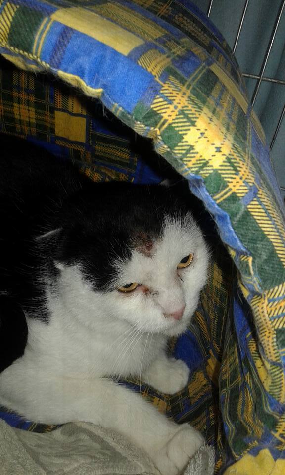 14650597_689559967875276_5468147927003527930_n