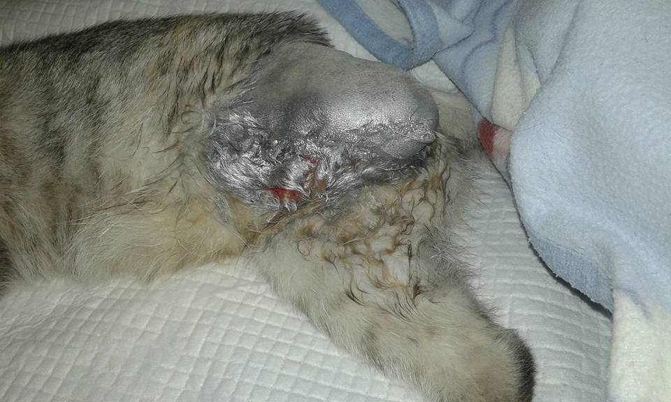 14650672_691947077636565_1299830328896923708_n