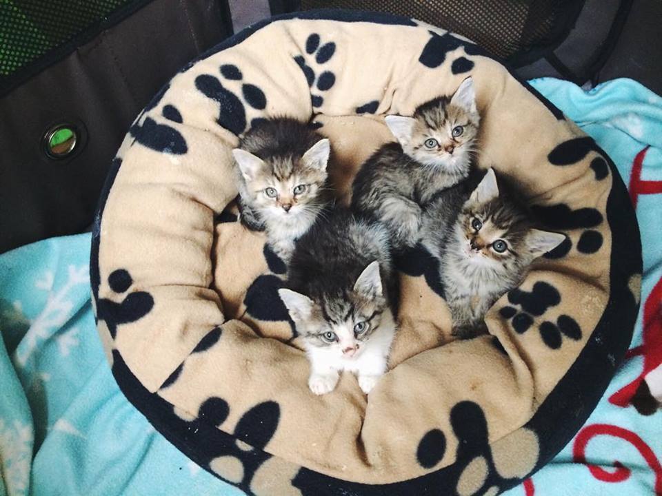 14650693_692583627572910_8359345670008430530_n