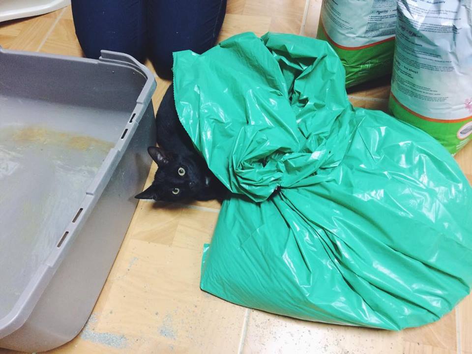 14656244_692583927572880_5145216529288443448_n