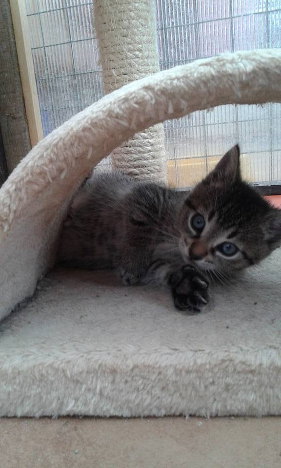 14656305_689446411219965_8366879945420615099_n