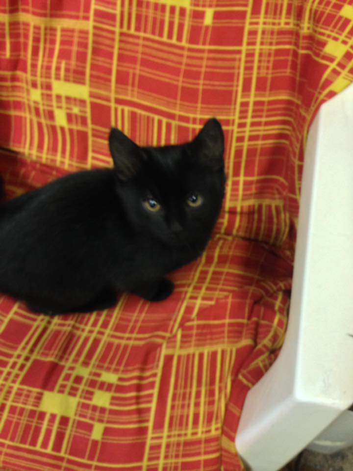 14656411_10207245207399017_3575603812699910607_n